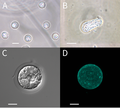 Multi-layer encapsulation of plant protoplasts.
