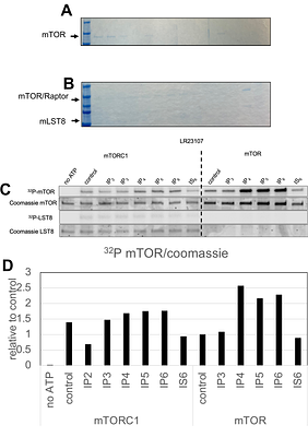 Multiple inositol phosphate species enhance stability of active mTOR