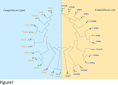 Genetic diversity and antimicrobial susceptibility pattern of Shiga toxin-producing Escherichia coli and Campylobacter spp. isolated from healthy goats in southern Thailand