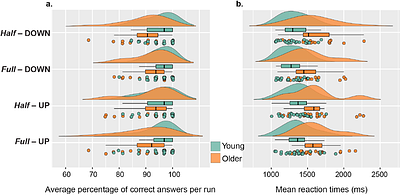 Scene-selective regions encode the vertical position of navigationally relevant information in young and older adulthood