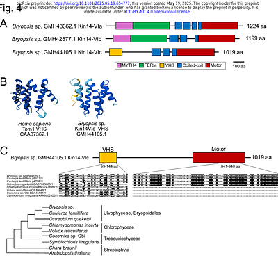 RNAi reveals a unique kinesin mediating chloroplast motility in the giant cytoplasm of Bryopsis, a coenocytic green alga