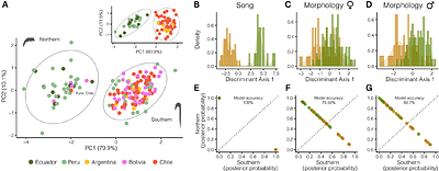Songs distinguish the cryptic giant hummingbird species and clarify range limits