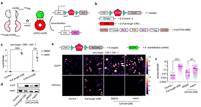 Chemically responsive protein switches for the precise control of biological activities