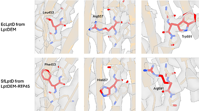Small siphophage binding to an open state of the LptDE outer membrane lipopolysaccharide translocon