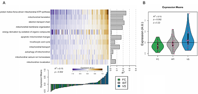 Humanized Klotho haplotypes cause widespread transcriptomic changes in mouse brain