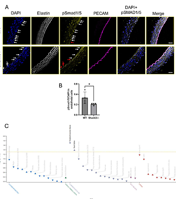 Latrophilin-2 Orchestrates Endothelial Flow-Mediated Smad1/5 Activation via Endoglin and Shank3