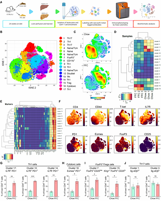CD4+ T cells promote fibrosis during metabolic dysfunction-associated steatohepatitis