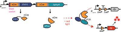 Red light responsive Cre recombinase for bacterial optogenetics
