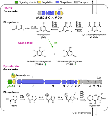 A light-labile signal molecule acts as a photoregulator of secondary metabolite biosynthesis in a heterotrophic bacterium