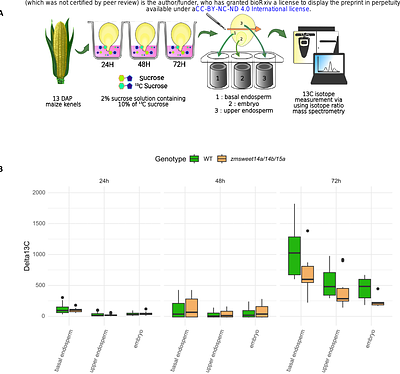 ZmSWEET Sucrose transporters expressed in the endosperm adjacent to the maize embryo are necessary for carbon partitioning and embryo growth