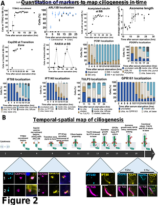 Synchronized Temporal-spatial Analysis via Microscopy and Phoshoproteomics (STAMP) of Quiescence