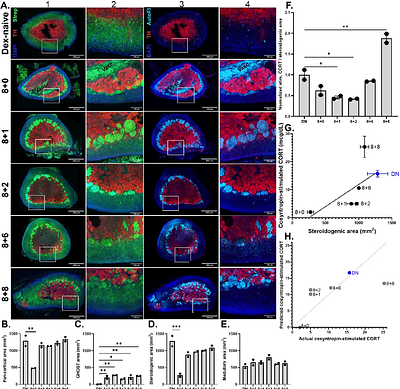 Rapid hypothalamic-pituitary recovery after chronic glucocorticoid therapy enables strategies that prevent adrenal suppression