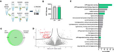 Expanding and applying reactivity-based protein profiling (RBPP) in Arabidopsis