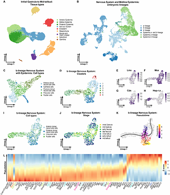 Temporal Gatekeeping Role of Lmx1 during chordate neural tube morphogenesis