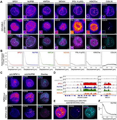 Nuclear Phase Separation Drives NPM1-mutant Acute Myeloid Leukemia