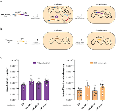 Large-scale recovery of integron cassettes for gene discovery screens