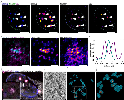 Lenacapavir-induced capsid damage exposes HIV-1 genomes from nuclear speckles.
