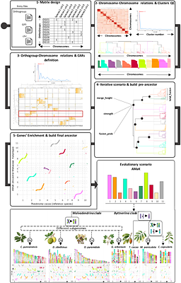 Ancestral Genome Reconstruction.