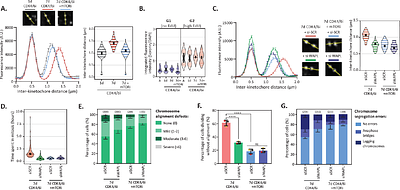 Cell enlargement causes mitotic errors and aneuploidy in cells that evade senescence after CDK4/6 inhibition