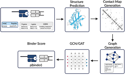 t2pmhc: A Structure-Informed Graph Neural Network to predict TCR-pMHC Binding