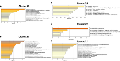 Unraveling Tissue-Specific Molecular Signatures and Convergent Pathway Enrichments in Suicidal Behavior