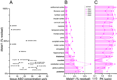 Cell type distribution of intrathecal antisense oligonucleotide activity in deep brain regions of non-human primates