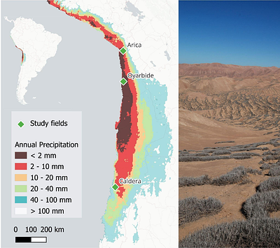 Drowning in a sandy ocean: Epiarenic growth of Tillandsia in the hyperarid Atacama Desert