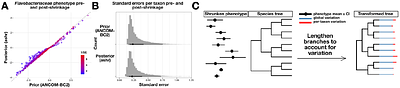 A robust, sensitive phylogenetic method enables gene-level metagenomic analyses