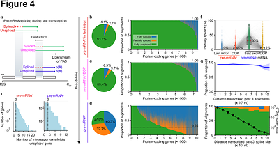 Single-molecule multimodal timing of in vivo mRNA synthesis