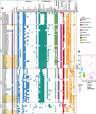 Resistome, Virulome, Mobilome, And Biosynthetic Gene Clusters Adaptations of Acinetobacter Baumannii Mexican Strains Across the Pre- and of the COVID-19 Period: Insights from Whole-Genome Sequencing