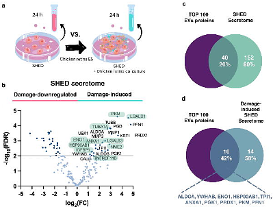 Human SHED-derived extracellular cues activate a specialized neuroprotective and regenerative program in developing retinal ganglion cells