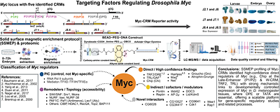 Functional dissection of Drosophila Myc cis-regulatory modules (Myc-CRMs) reveals developmentally active DNA-protein interactions