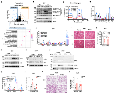 Copper Import via CTR1 Supports the β3-Adrenergic Thermogenic Program