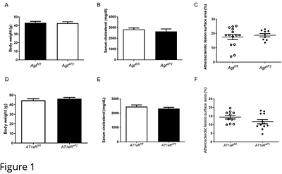 Role of adipocyte angiotensinogen or angiotensin type 1a receptors in the development of diet-induced atherosclerosis or angiotensin II-induced abdominal aortic aneurysms