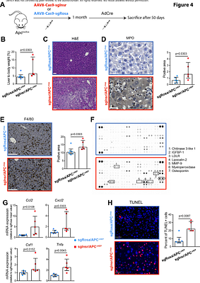 Hepatocyte expression of fetal insulin receptor isoform contributes to the promotion of liver cancer through non-cell autonomous mechanisms