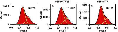 Observing intersubunit dynamics in single yeast ribosomes