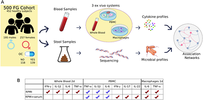Sexual dimorphism in the homeostasis of the gut microbiome-immune axis