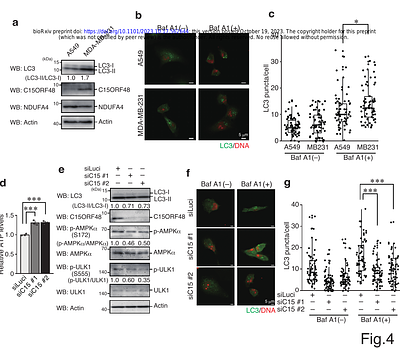 Mitochondrial protein C15ORF48 is a stress-independent inducer of autophagy that regulates oxidative stress and autoimmunity