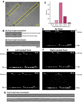 Conformational flexibility of tubulin dimers regulates the transitions of microtubule dynamic instability