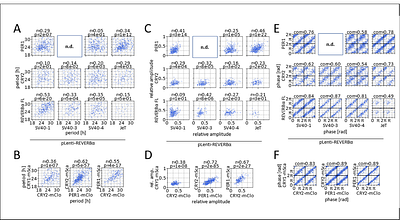 A lentiviral fluorescent reporter to study circadian rhythms in single cells