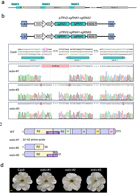 The MBW complex regulates volatiles in petunia flowers: EOBV interacts with AN1 to suppress biosynthesis of phenylpropenes