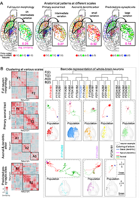 Multiscale Symbolic Morpho-Barcoding Reveals Region-Specific and Scale-Dependent Neuronal Organization