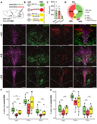 Lateral hypothalamic input engages a disinhibitory microcircuit in the dorsal raphe to promote behavior activation
