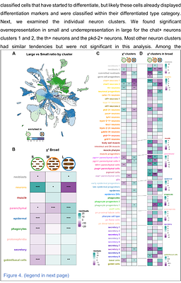 Allometry of cell types in planarians by single cell transcriptomics