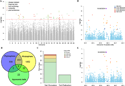 Phyllosphere and rhizosphere microbiomes empower Nicotiana tobacum complex traits dissection and prediction