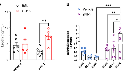 Vascular endothelial growth factor receptors 1 and 3 mediate placental trophoblast leptin production in preeclampsia, inducing vascular dysfunction