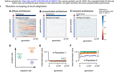 The persistence of locally adapted polymorphisms under mutation swamping