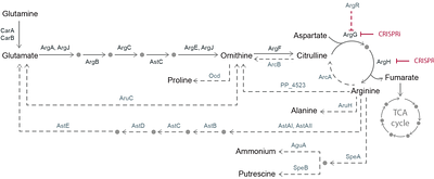 Automated mini-bioreactors reveal the temporal dynamics and multi-omics responses of CRISPRi knockdowns in Pseudomonas putida