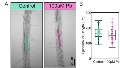 Lead, a toxic metal, alters auxin-mediated root growth and gravitropic responses in maize and Arabidopsis