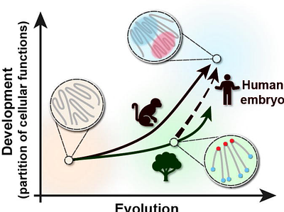The evolution of high-order genome architecture revealed from 1,000 species